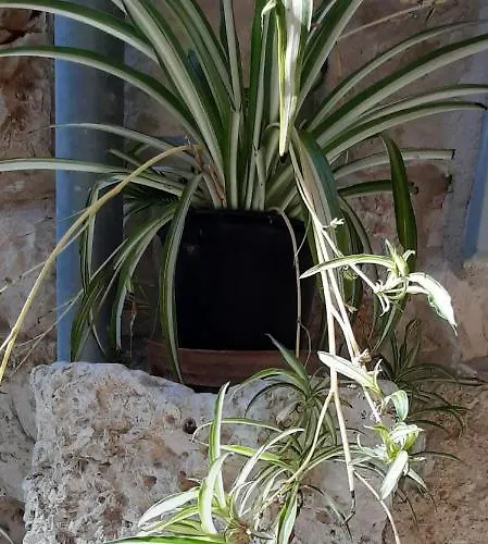 Violet Lejlighed Vis