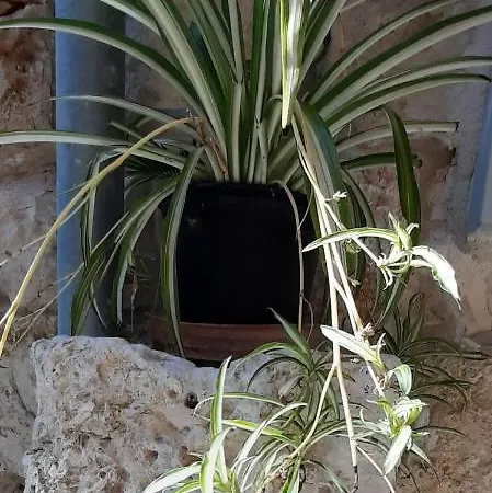 Violet Apartamento Vis